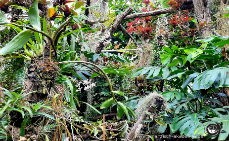 Wilde Hydrokultur in Dschungelmischung einer Aquaponikanlage