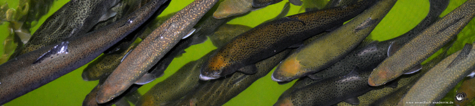 Fischfarmen mit Netzgehen in Deutschland