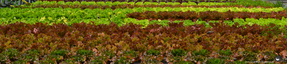 Hydroponik in Aquaponikanlage Salate in deutscher Hydroponik